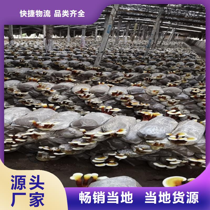 清流靈芝孢子粉
