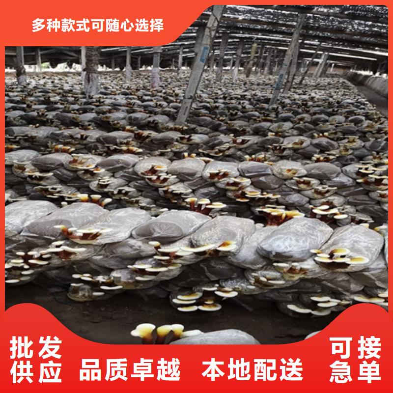 三元靈芝孢子粉的食用方法