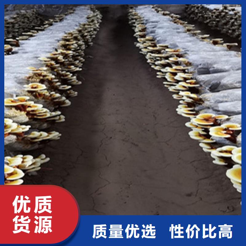 梅列靈芝孢子粉的功效與作用