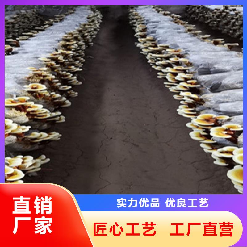 清流靈芝孢子粉的功效與作用
