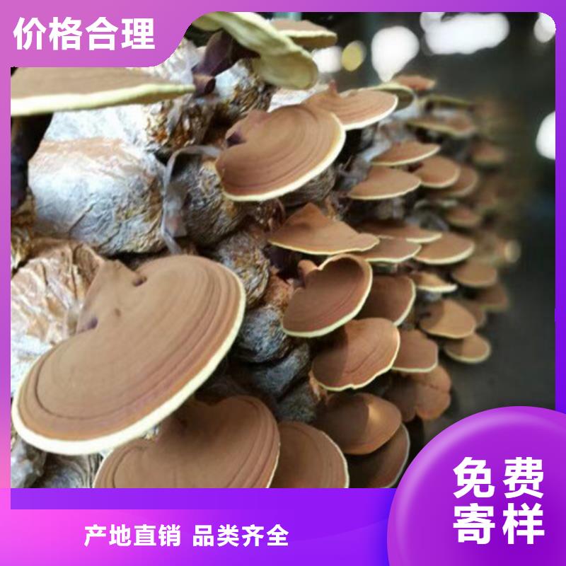 灵芝孢子粉如何招商