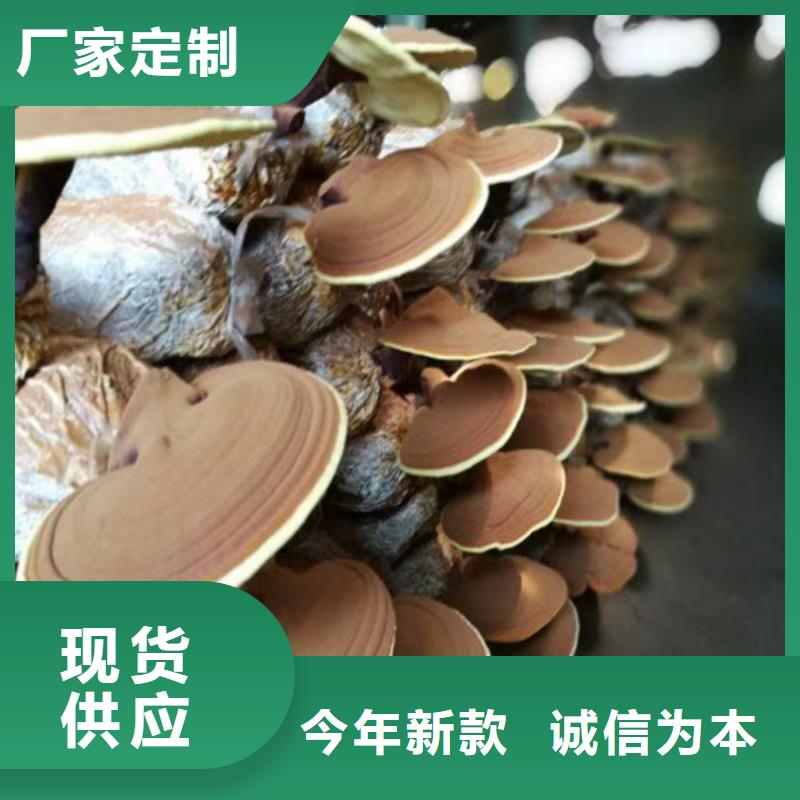 靈芝破壁孢子粉購(gòu)買