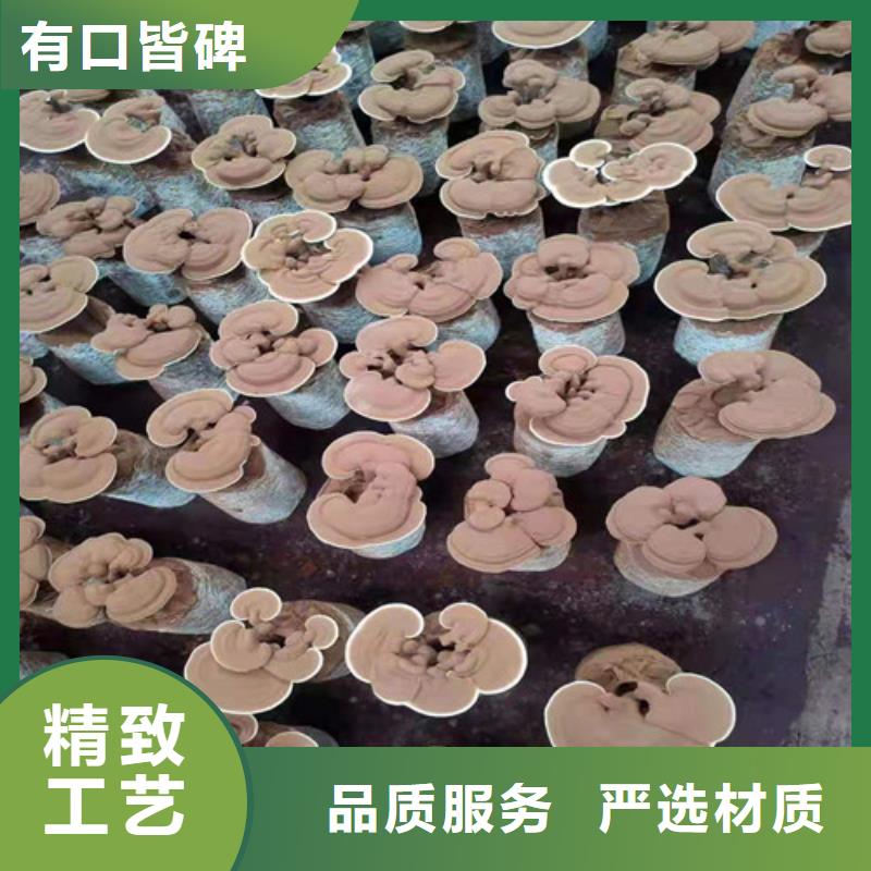 寧化靈芝孢子粉怎么吃