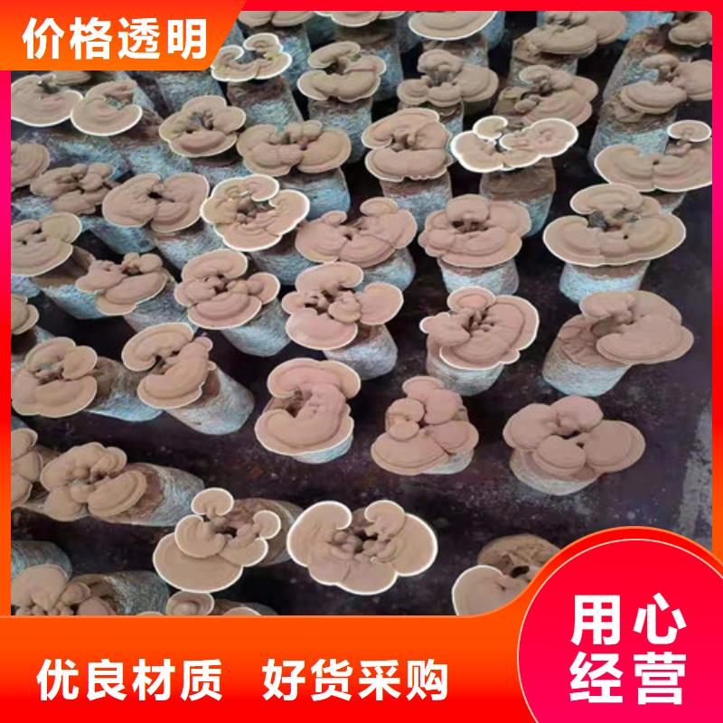 靈芝有什么作用品質(zhì)放心