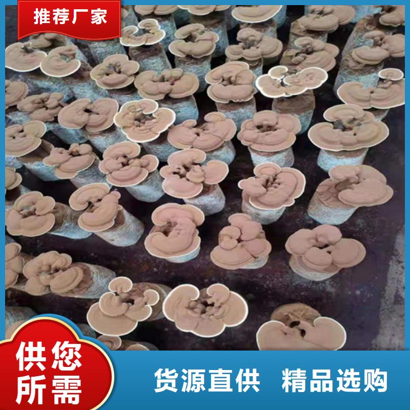 灵芝孢子粉招商加盟