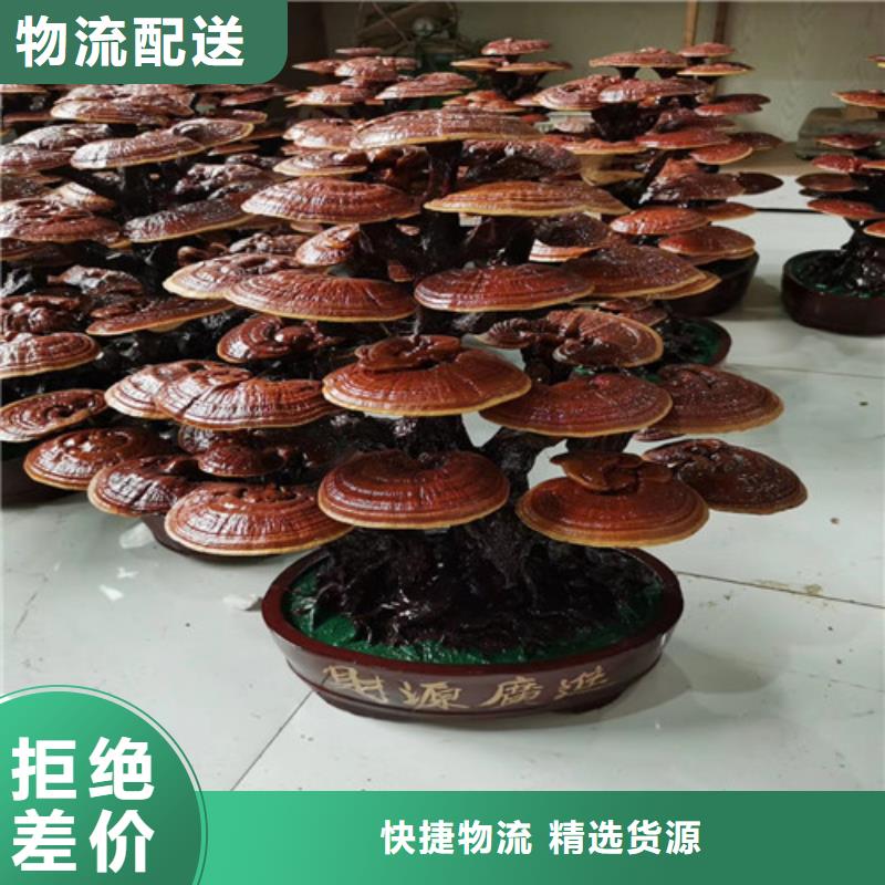 尤溪靈芝孢子粉的功效與作用