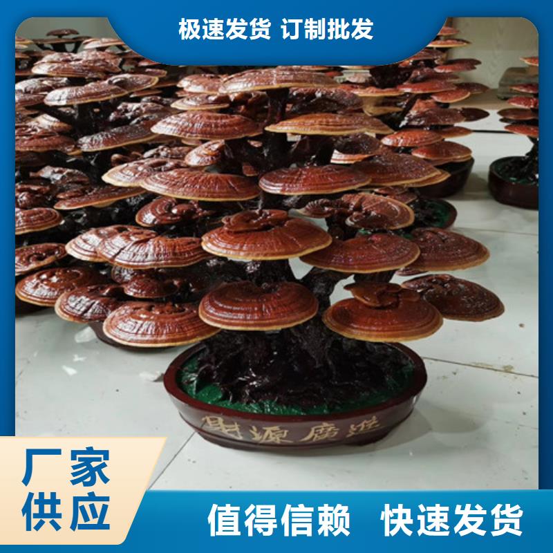 破壁靈芝孢子粉價格低