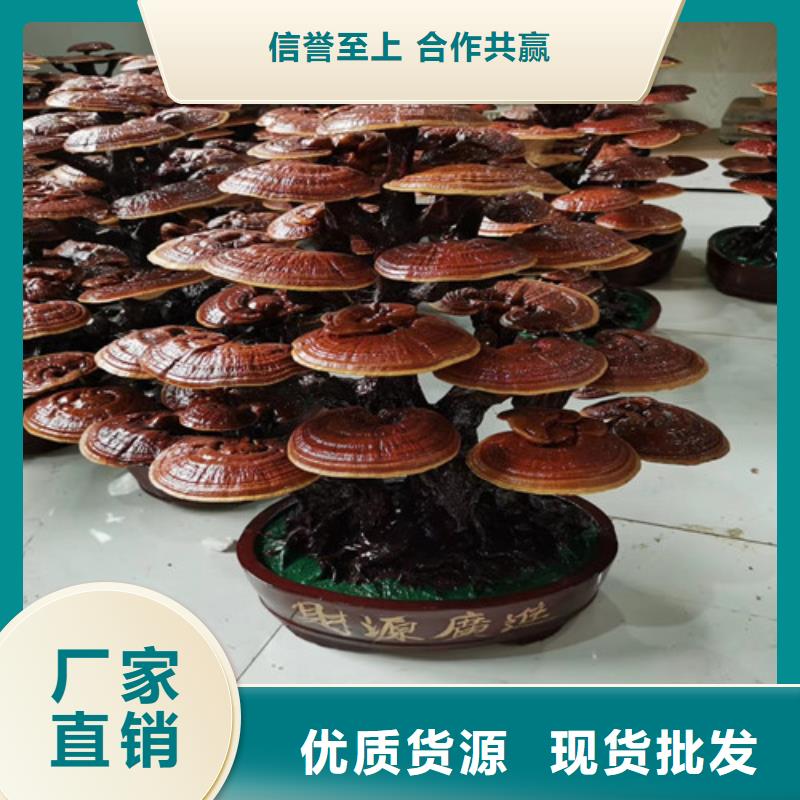 靈芝孢子粉代理多少錢