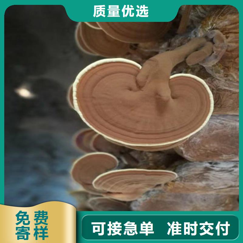 破壁靈芝孢子粉