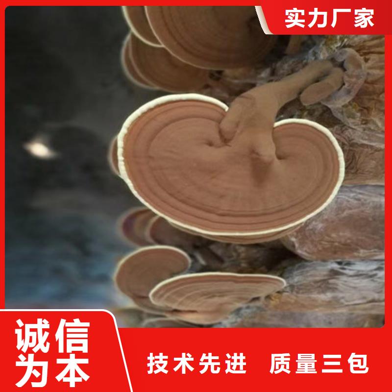 椴木靈芝-我們是廠家！