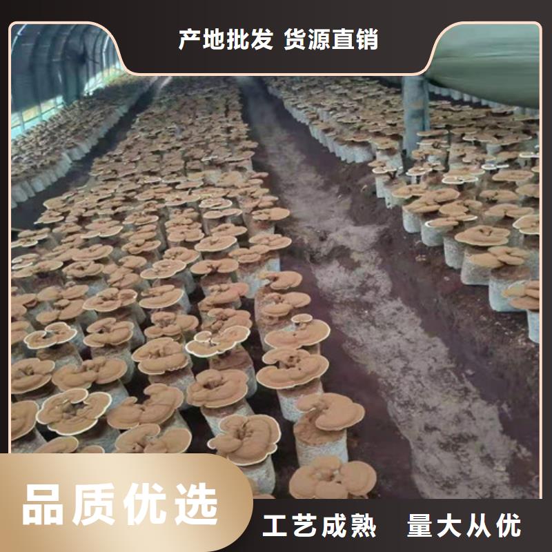 寧化靈芝孢子粉怎么吃