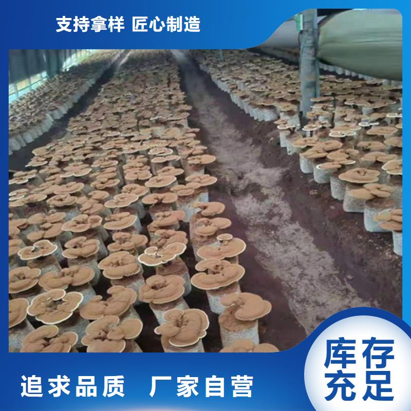 靈芝孢子粉招