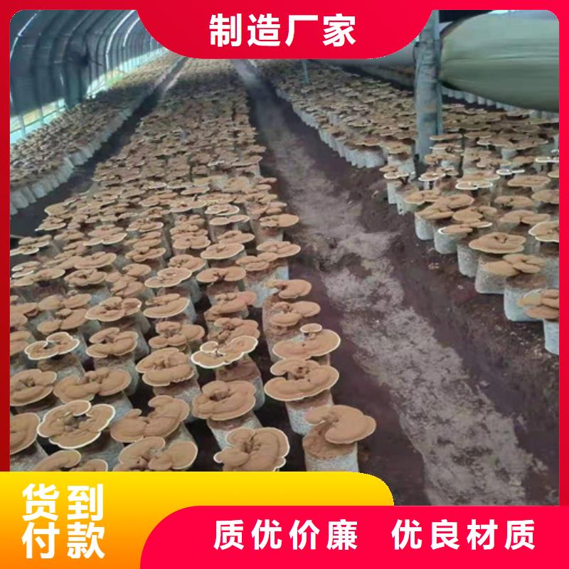 灵芝孢子粉招