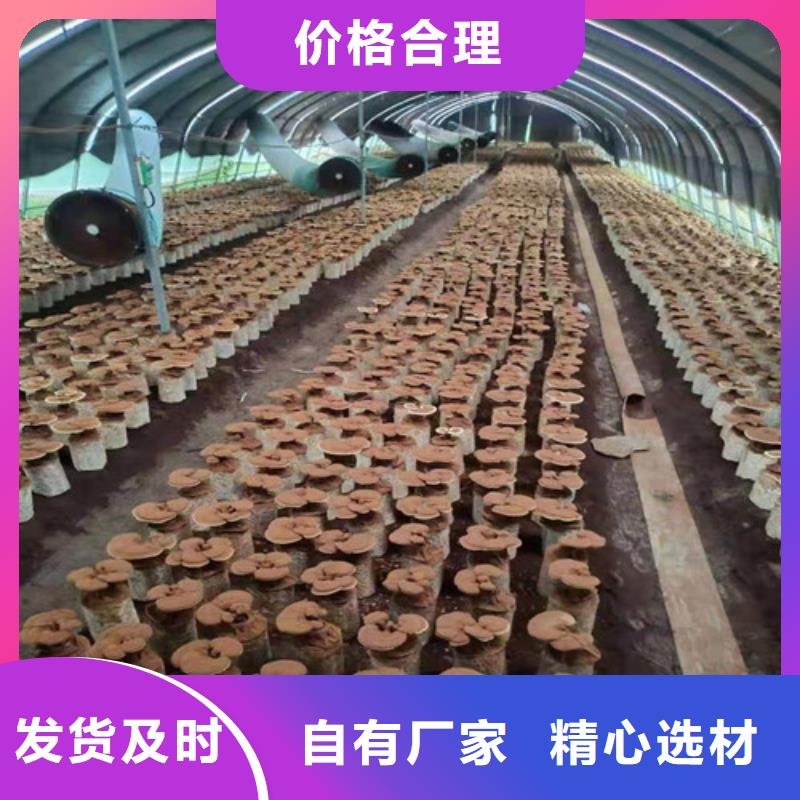 清流縣靈芝孢子粉多少錢一斤