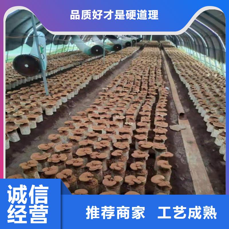 泰寧縣靈芝孢子粉