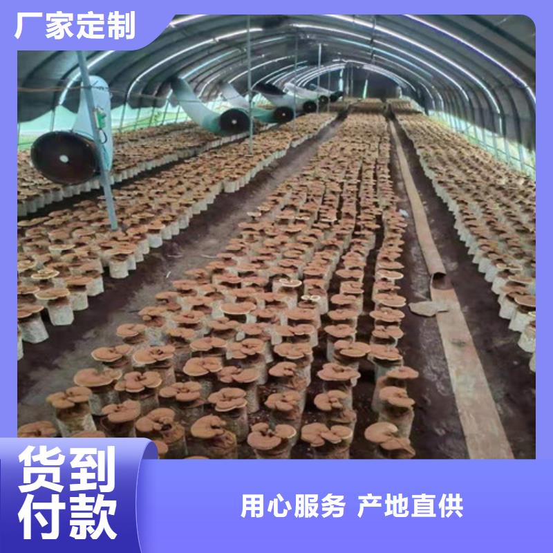 灵芝孢子粉招商加盟