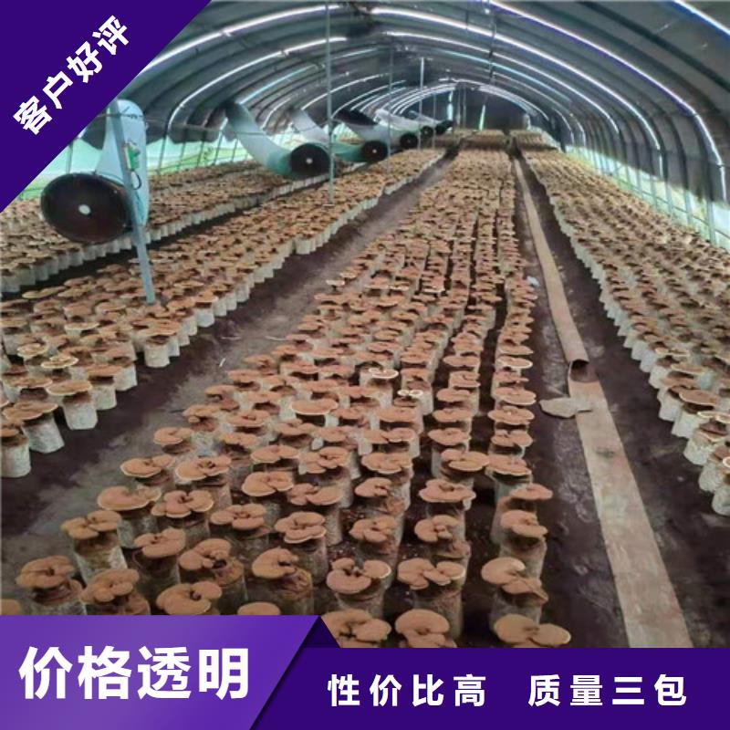 尤溪靈芝孢子粉