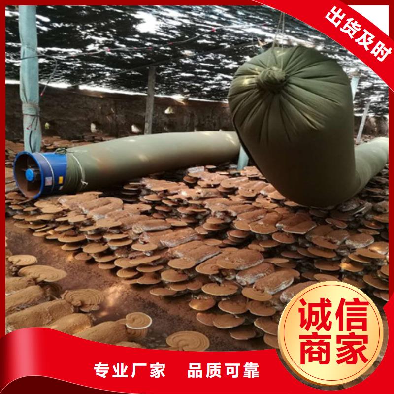 靈芝白頭品質(zhì)放心