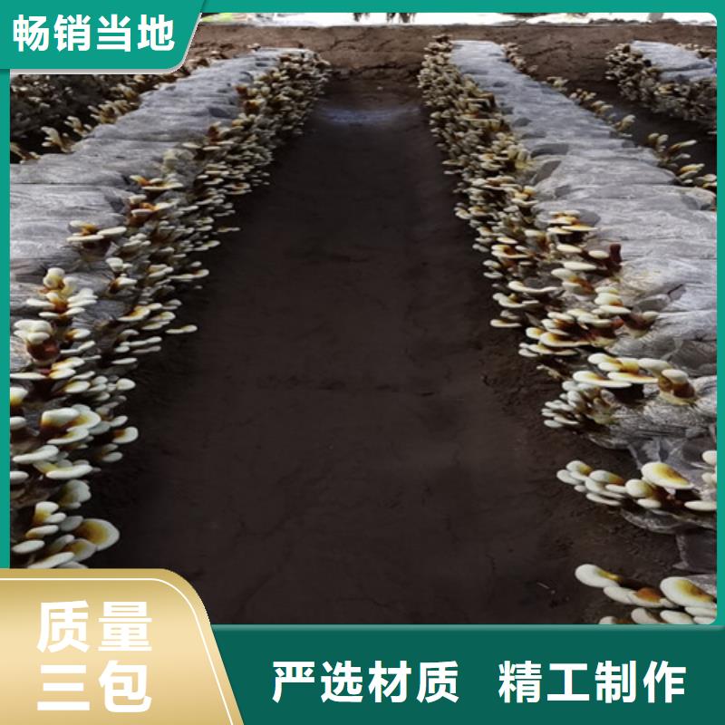 梅列區(qū)靈芝孢子粉的功效與作用