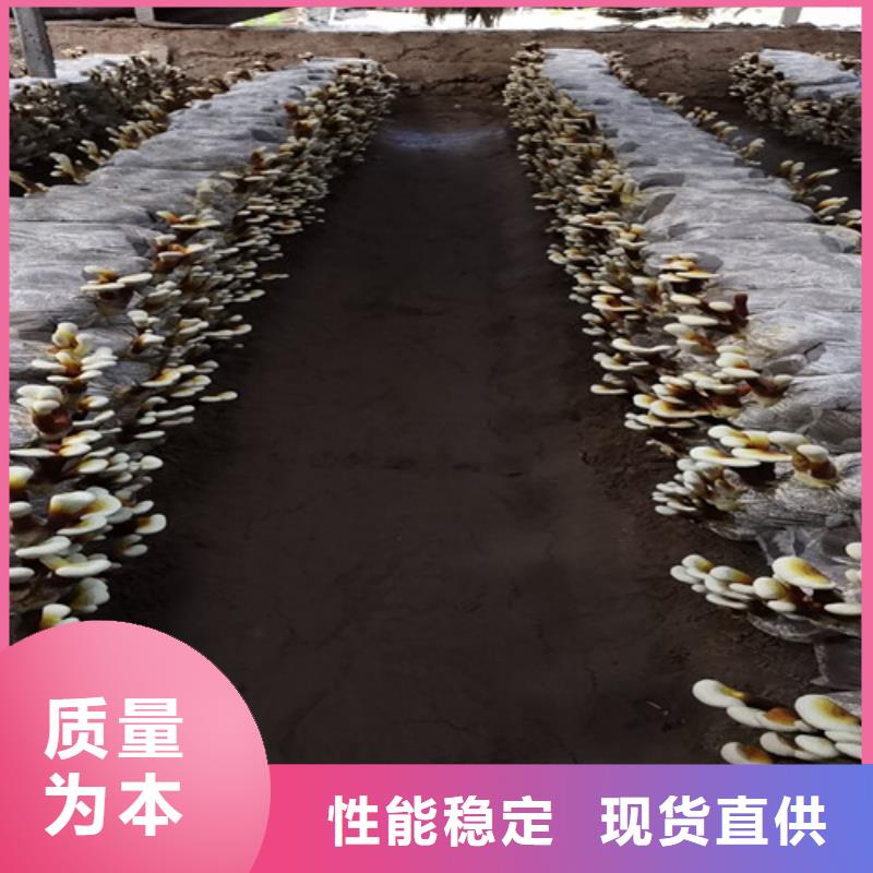 郊县灵芝供应价格低