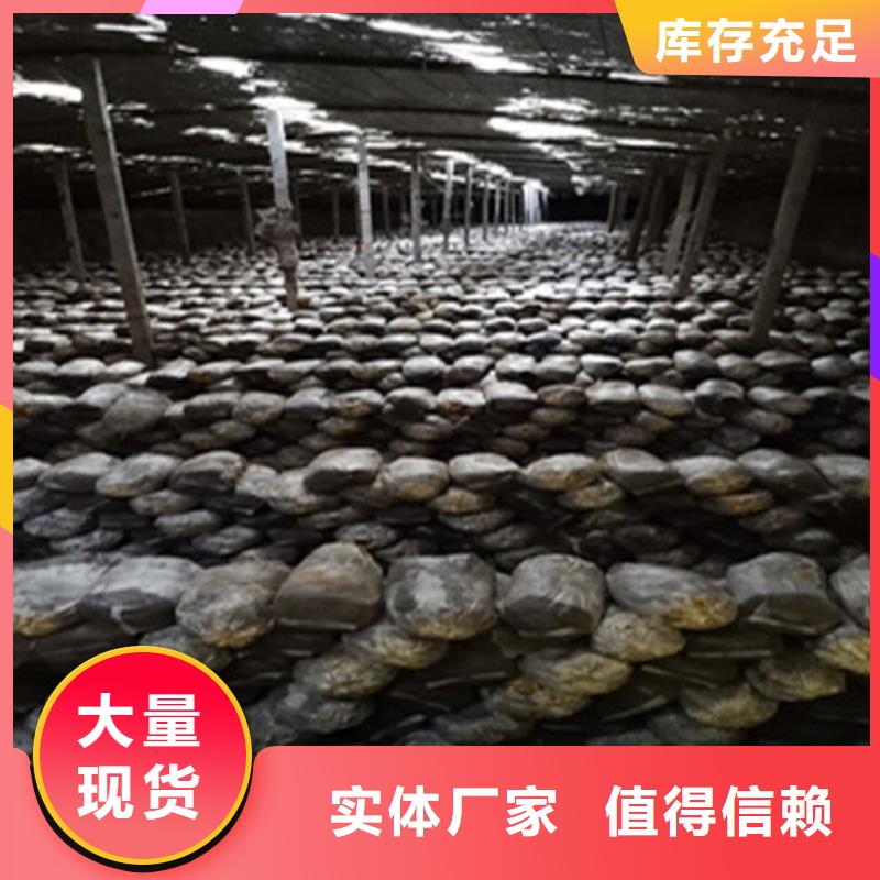 靈芝孢子粉招商