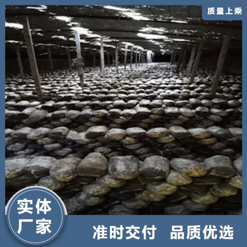 永安靈芝孢子粉多少錢一斤