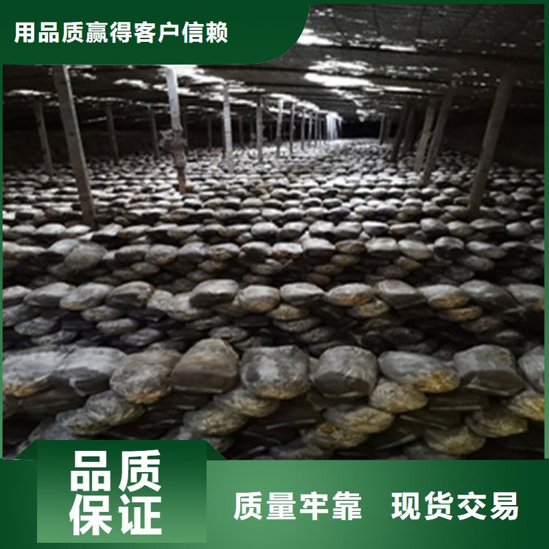 寧化靈芝孢子粉怎么吃
