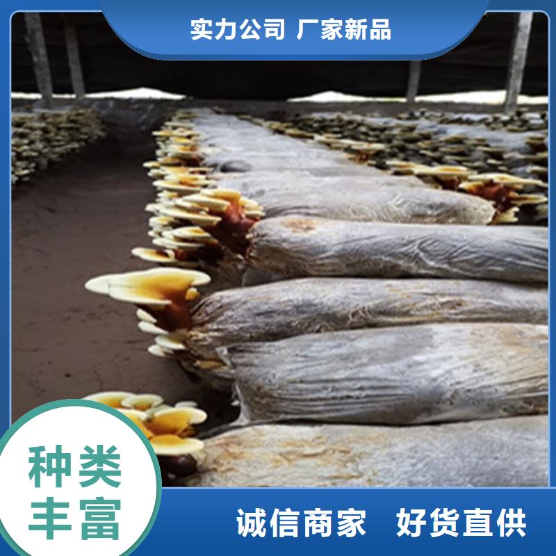 破壁靈芝孢子粉解決方案