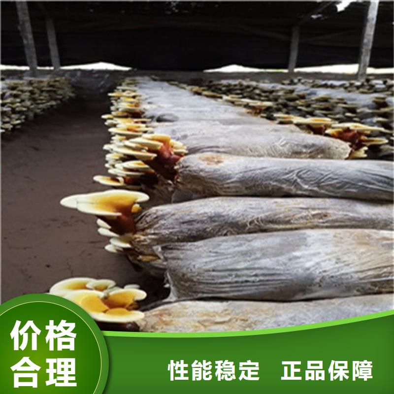 沙縣破壁靈芝孢子粉