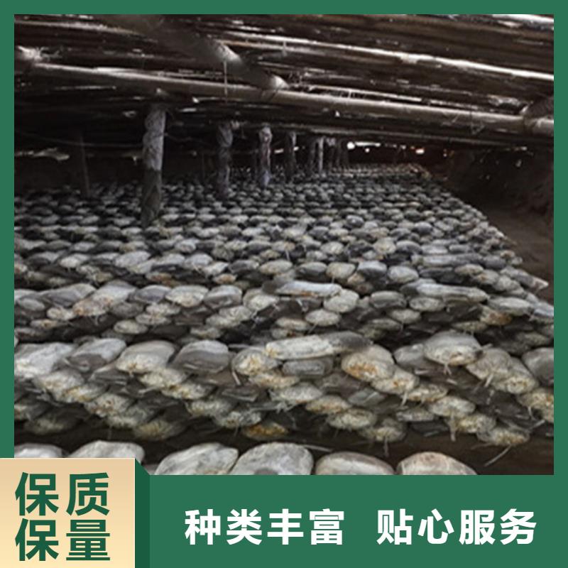 明溪靈芝孢子粉的食用方法
