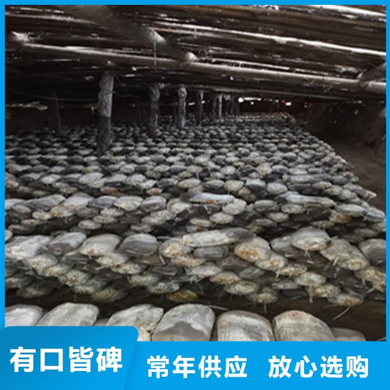 清流縣靈芝孢子粉的食用方法