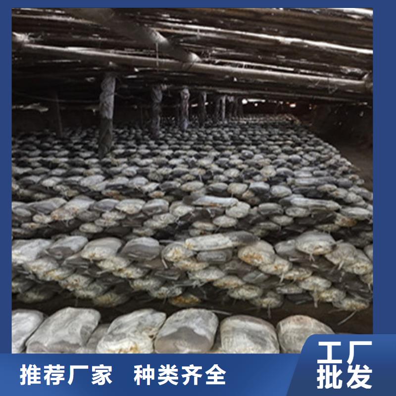 大田靈芝孢子粉的食用方法