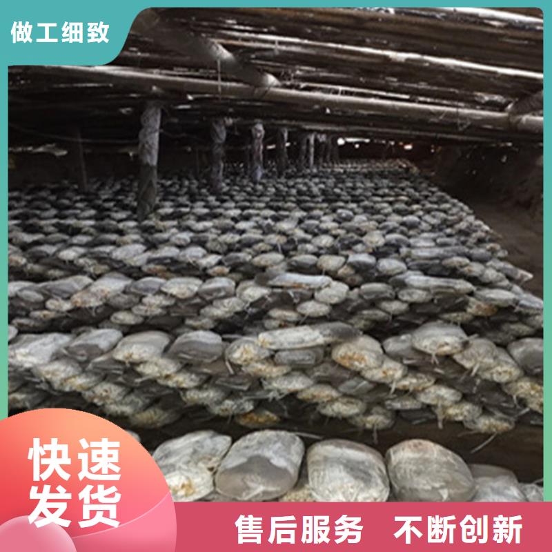 靈芝破壁孢子粉批發(fā)價