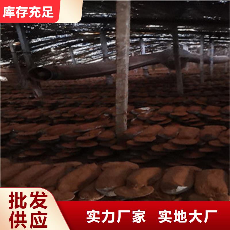 靈芝孢子粉代工政策