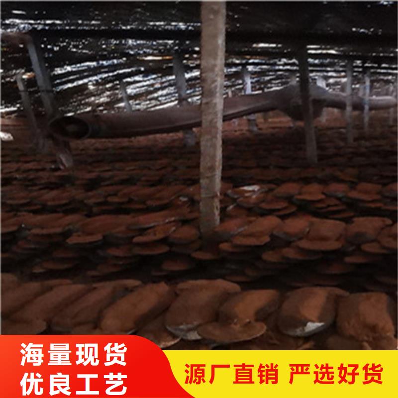 將樂縣靈芝孢子粉的功效與作用