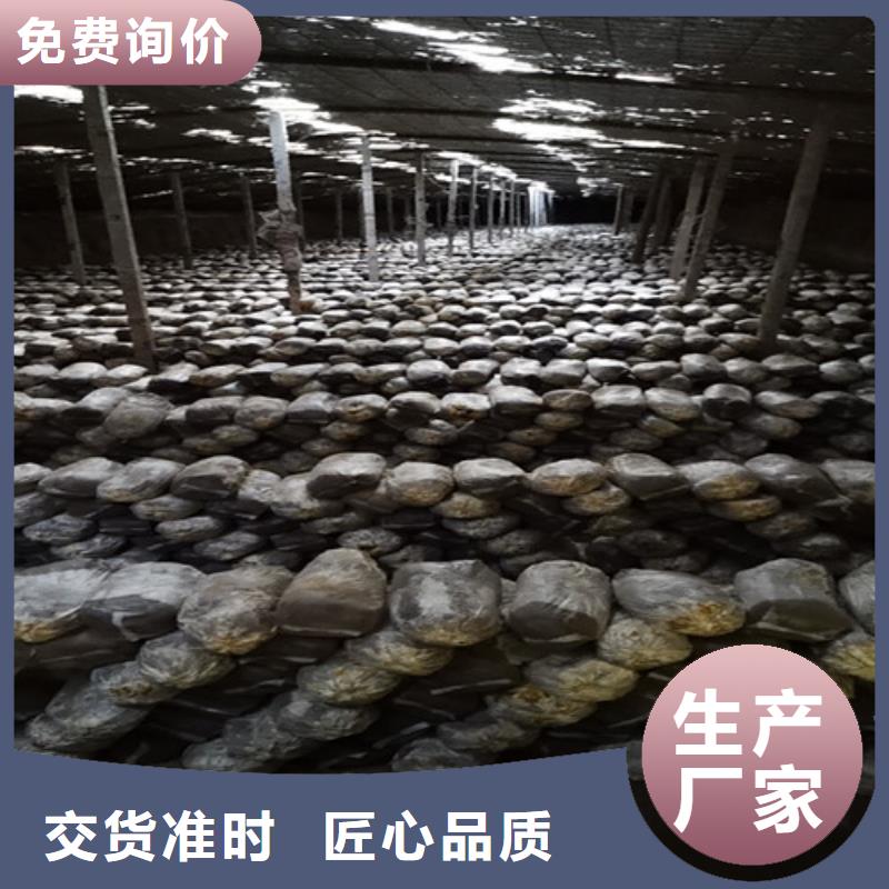 寧化靈芝孢子粉怎么吃
