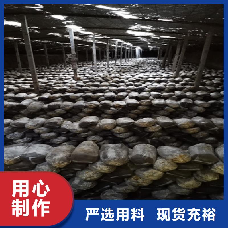 清流縣靈芝孢子粉的功效與作用