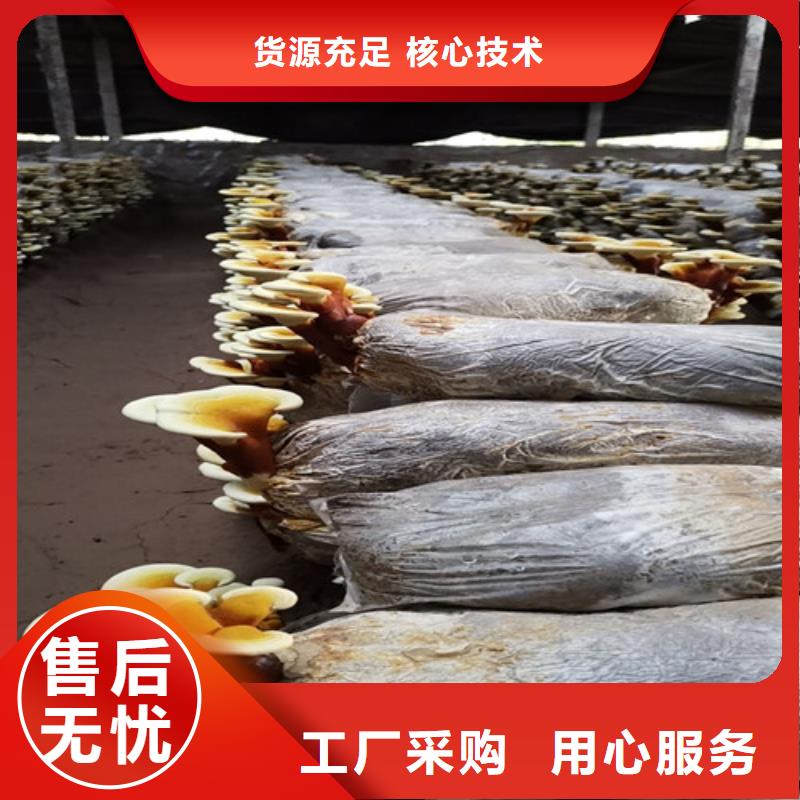 泡茶灵芝-泡茶灵芝优质