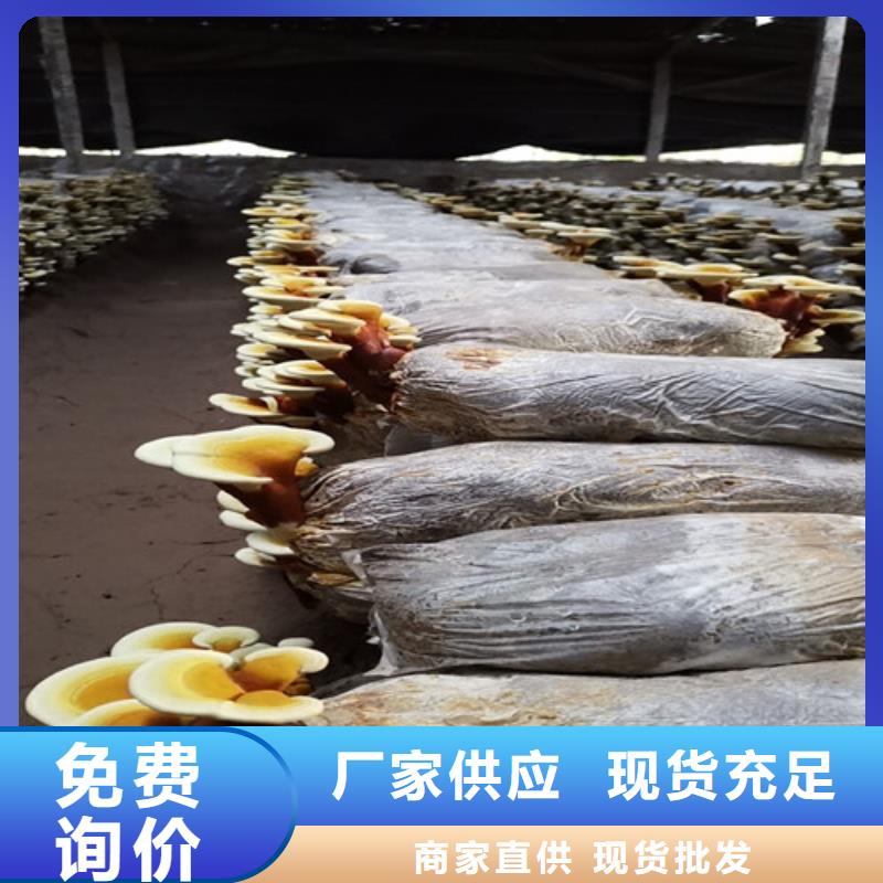 三元區(qū)破壁靈芝孢子粉