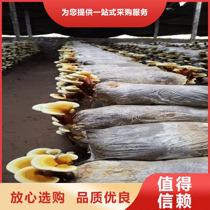 明溪縣靈芝孢子粉多少錢一斤