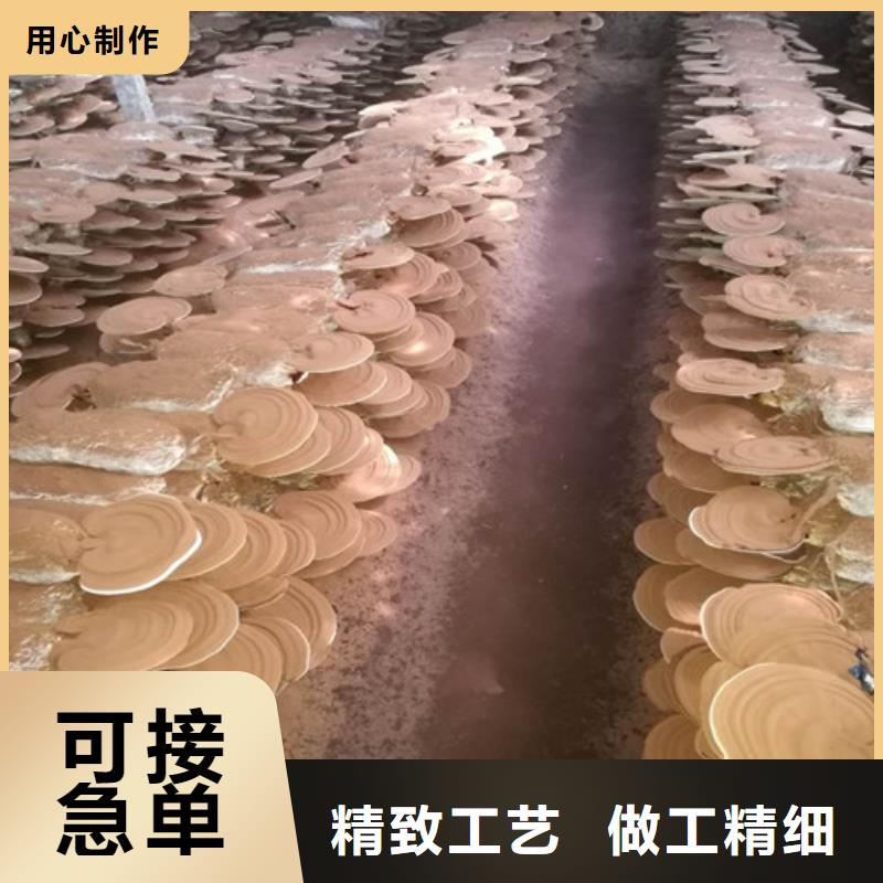 孙吴县灵芝产地批发价