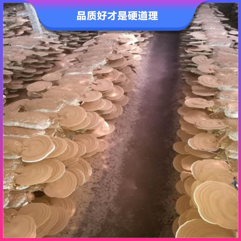 將樂靈芝孢子粉的食用方法