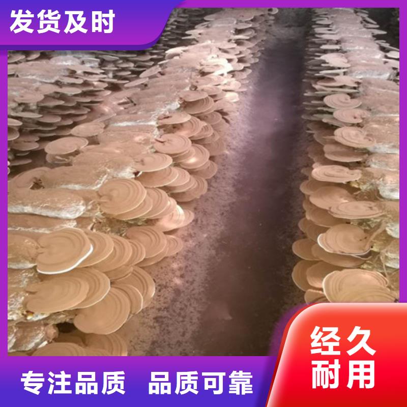寧化縣靈芝孢子粉