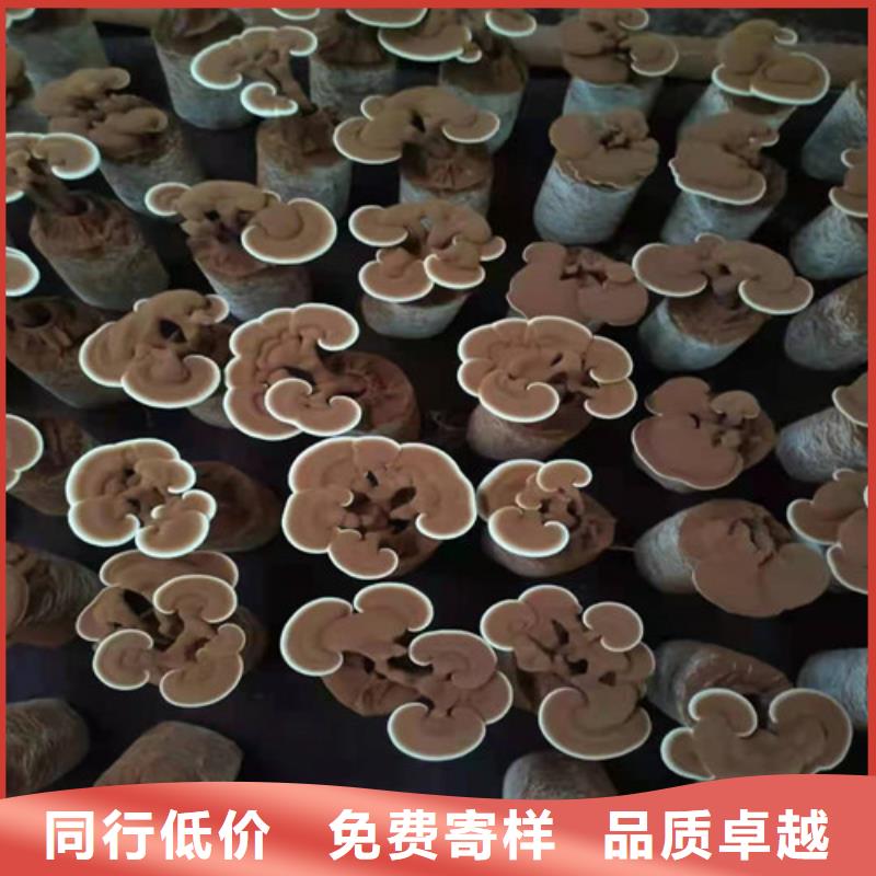 梅列靈芝孢子粉的功效與作用