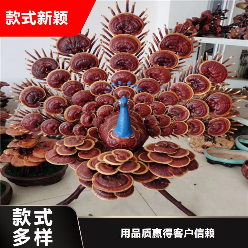 靈芝孢子粉的吃法