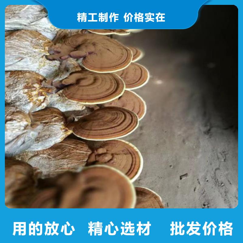 永安市靈芝孢子粉