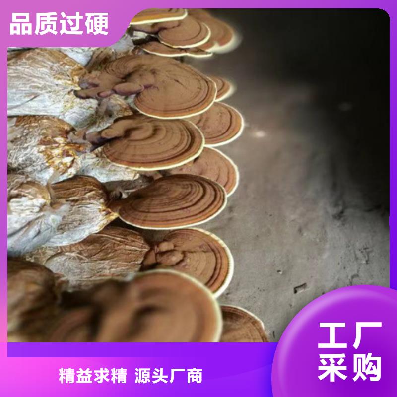 靈芝供應品質(zhì)放心