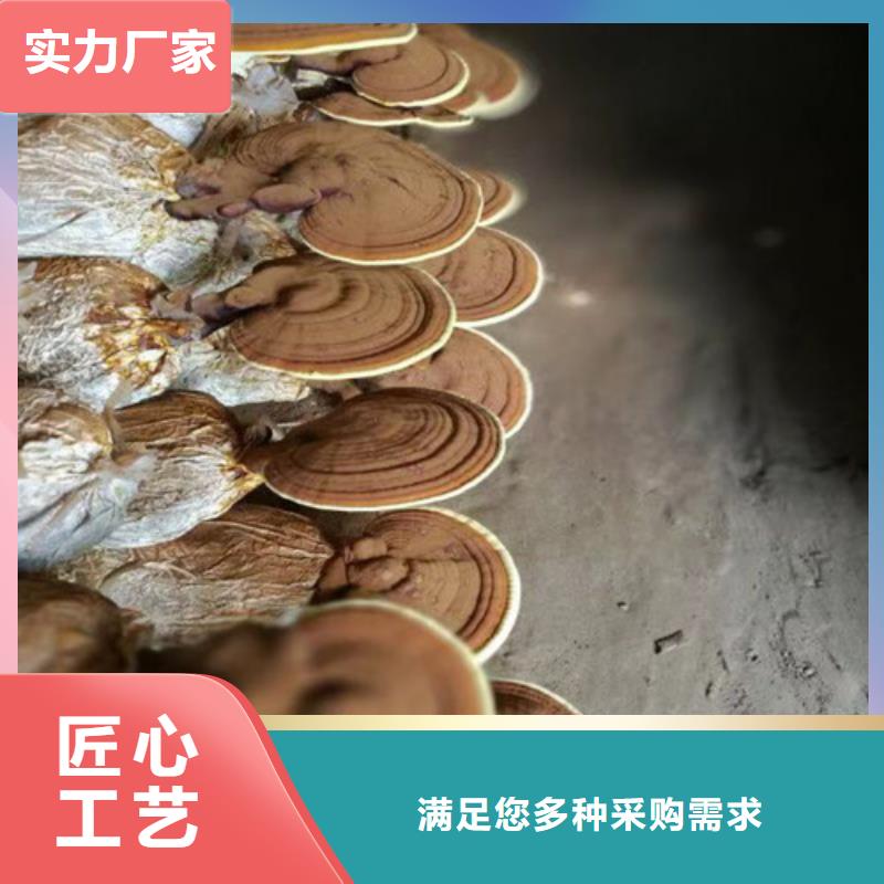 梅列區(qū)靈芝孢子粉的功效與作用
