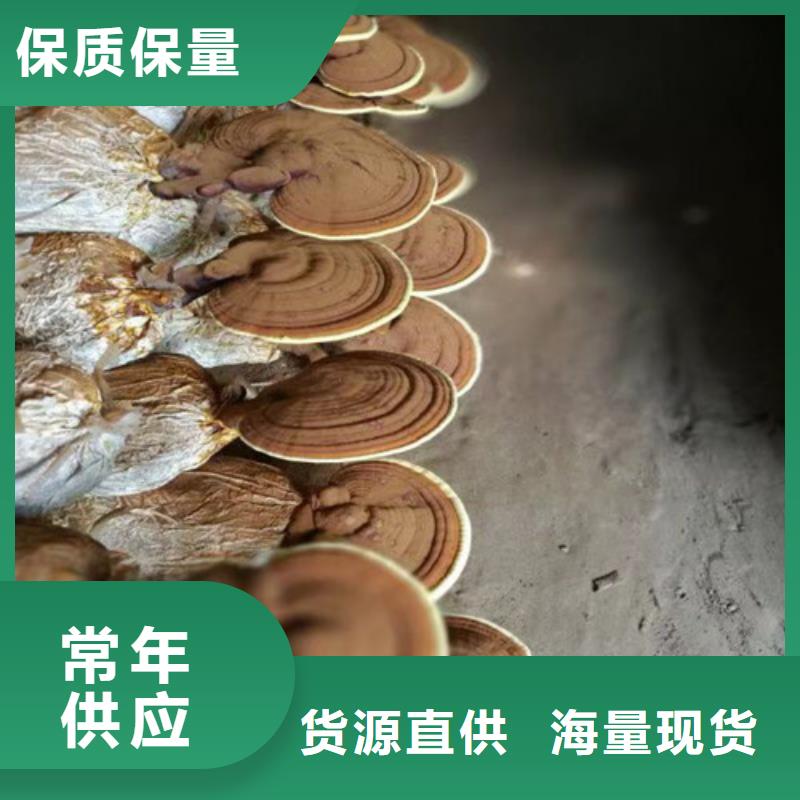 大田破壁靈芝孢子粉