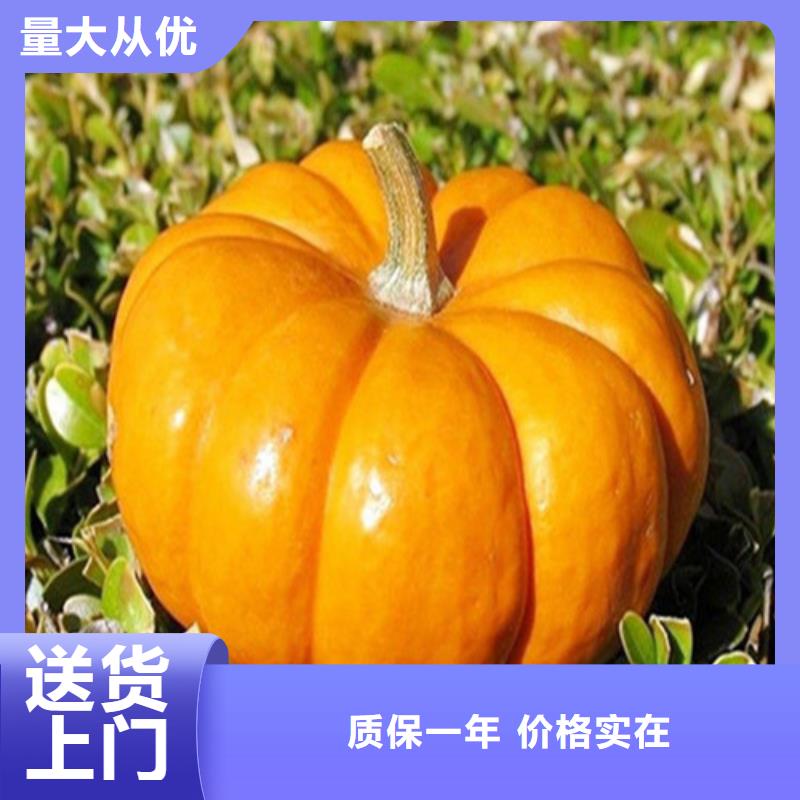 南瓜丁種類